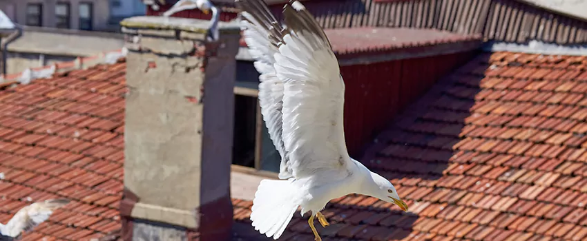 Residential Chimney Animal Removal Solution in Pascagoula, MS